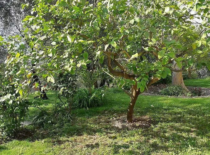 Ester برنزوني سول جاردا